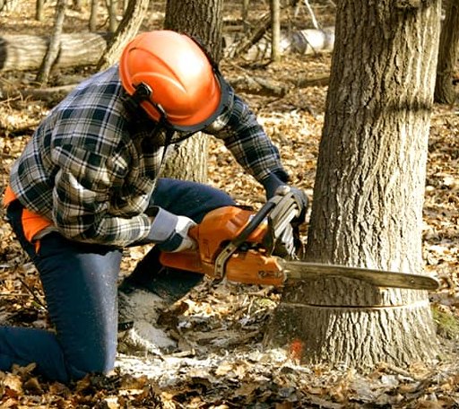 Tree Removal in Terrell, TX